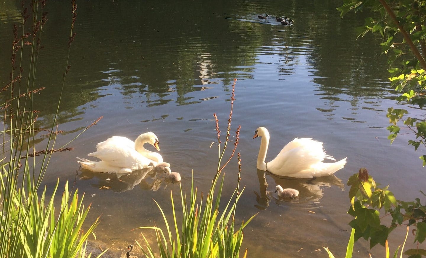18 Amore Swans