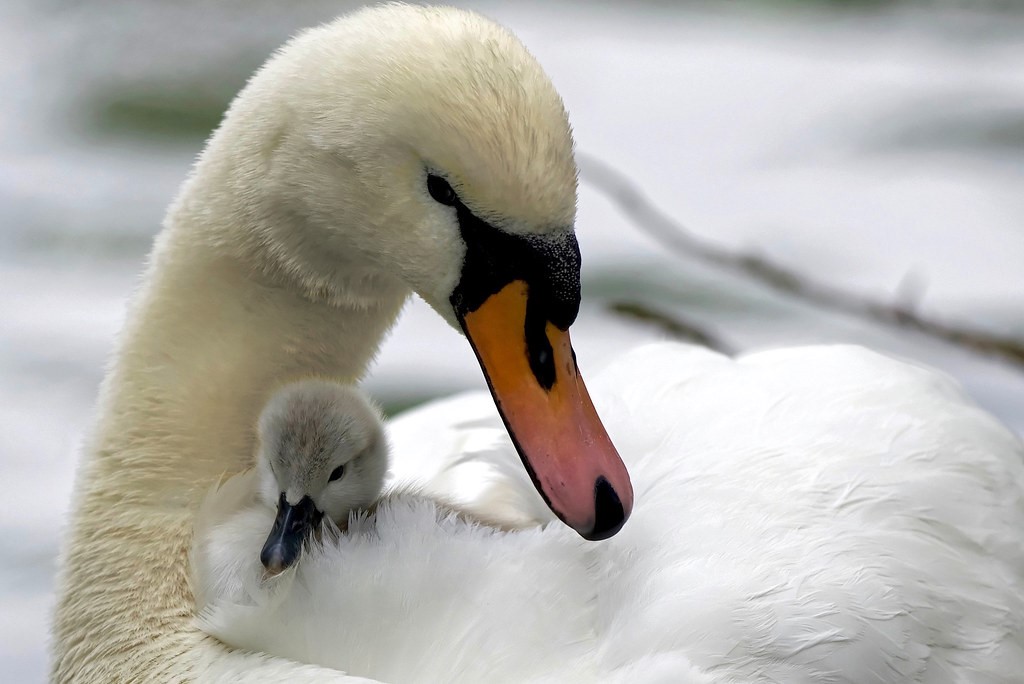 Baby swan 1