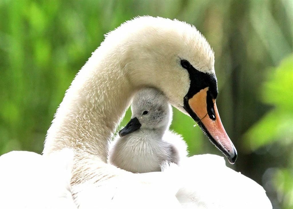 Swan baby