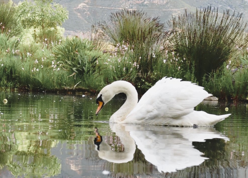 Swan foto op swan accommodation